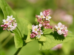 赤ソバの花