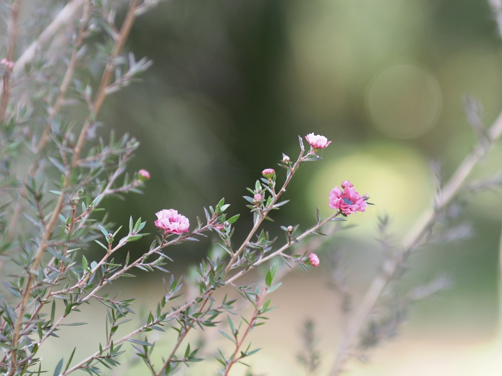 ギョリュウバイ