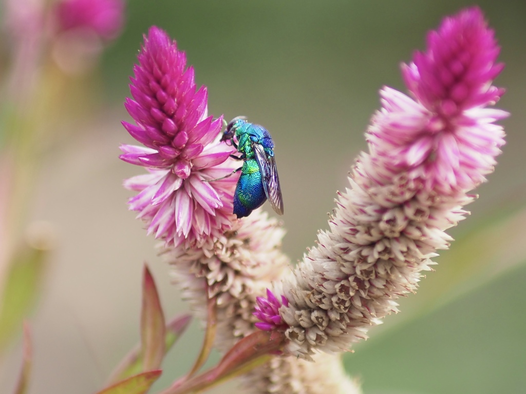 ケイトウにオオセイボウ
