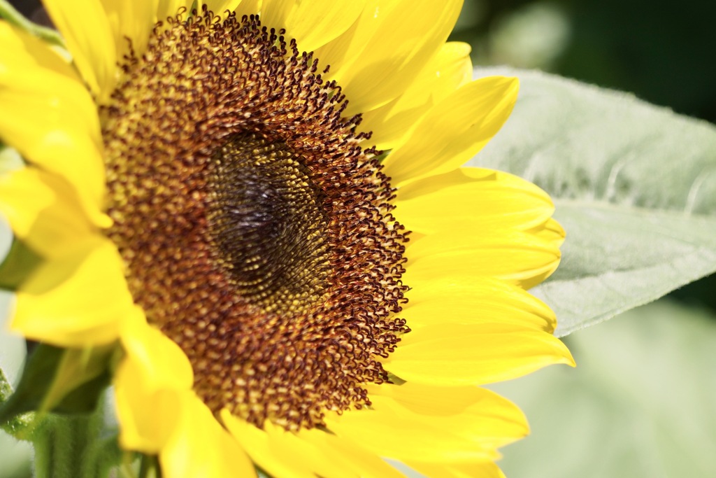 フィボナッチ数列の法則