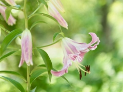 ユリの花