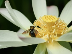 花粉をまとって