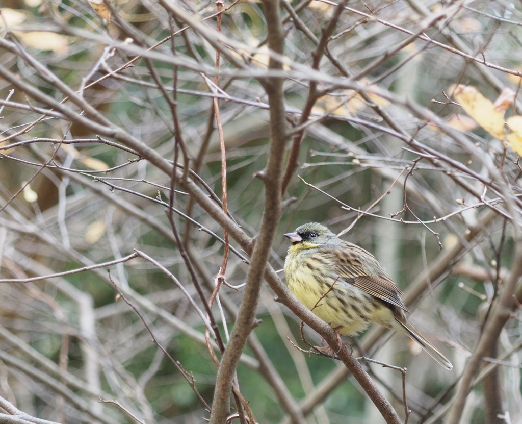 何思う　アオジ君