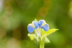 ミズヒキソウをバックに