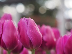 雨上がりのチューリップ