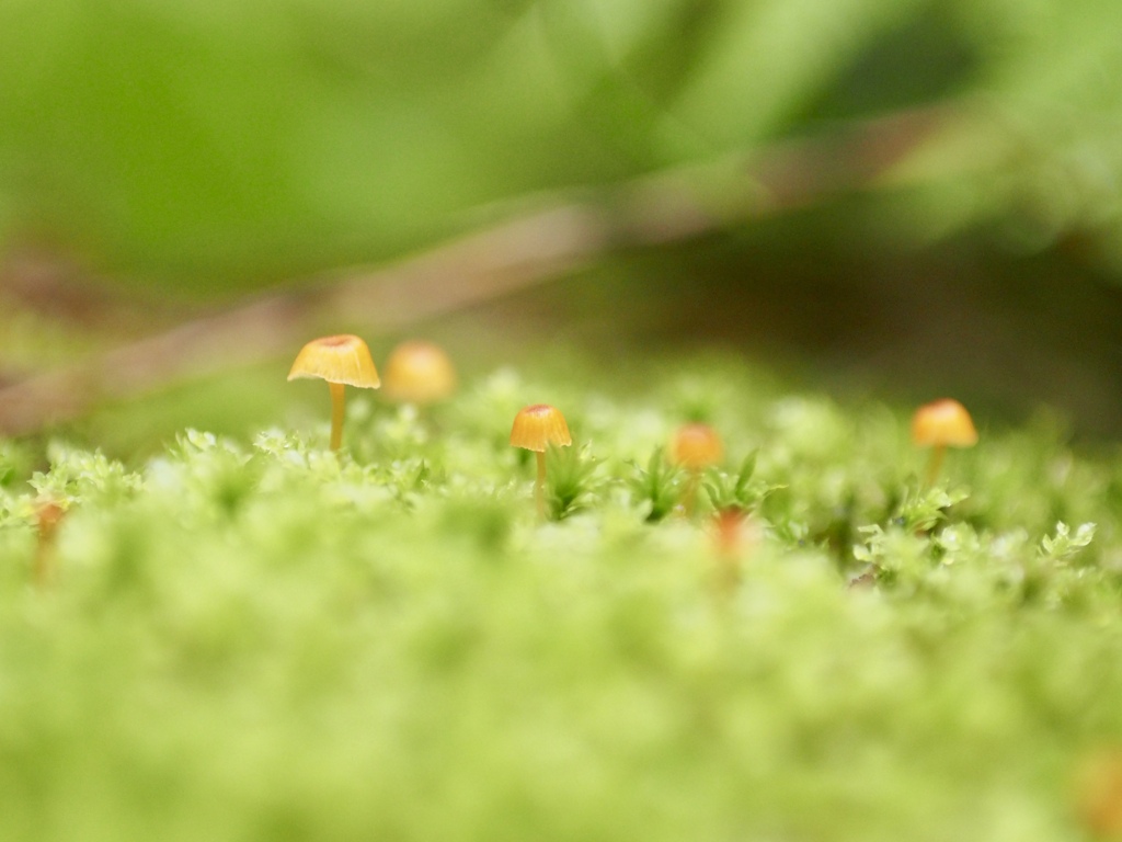 雨の日の小さなキノコ