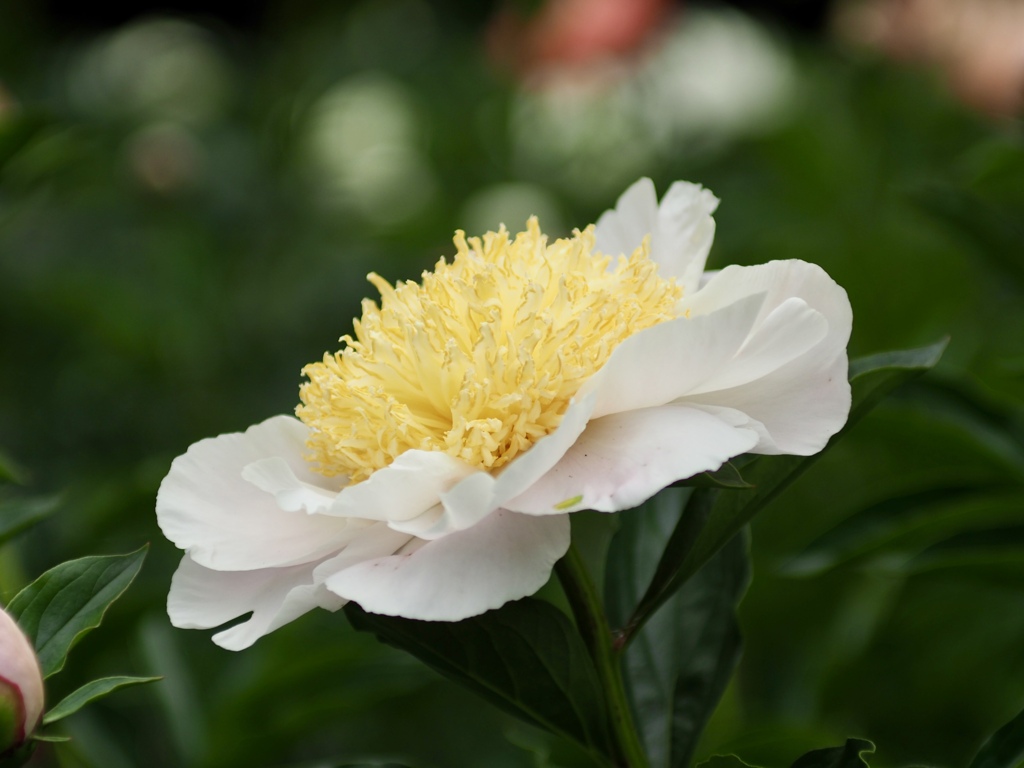 芍薬1