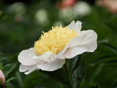 芍薬1