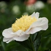 芍薬1