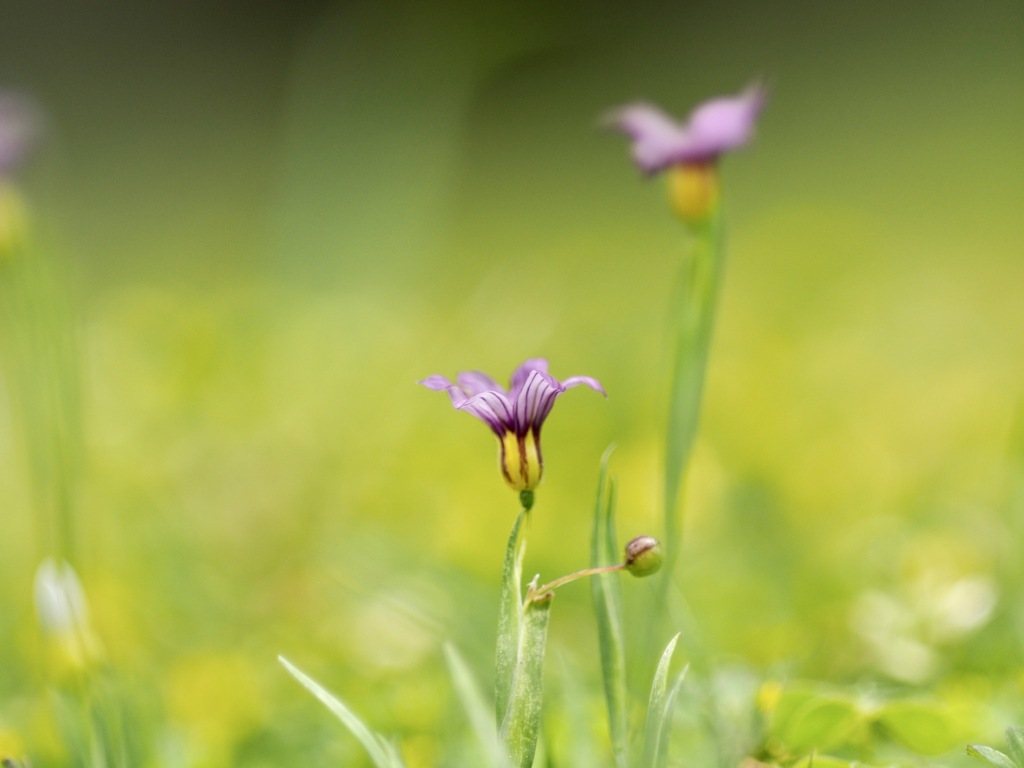 野の花　ニワゼキショウ