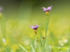 野の花　ニワゼキショウ