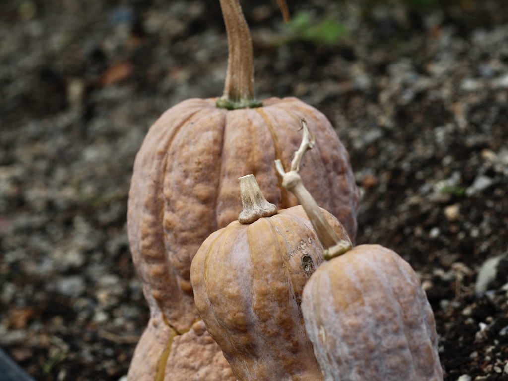 かぼちゃ三兄弟