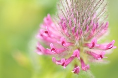 タイリンレッドクローバー