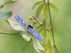 不思議の国のトケイソウ