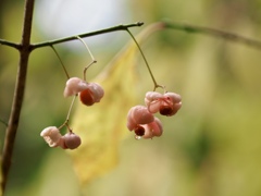 マユミさんの実