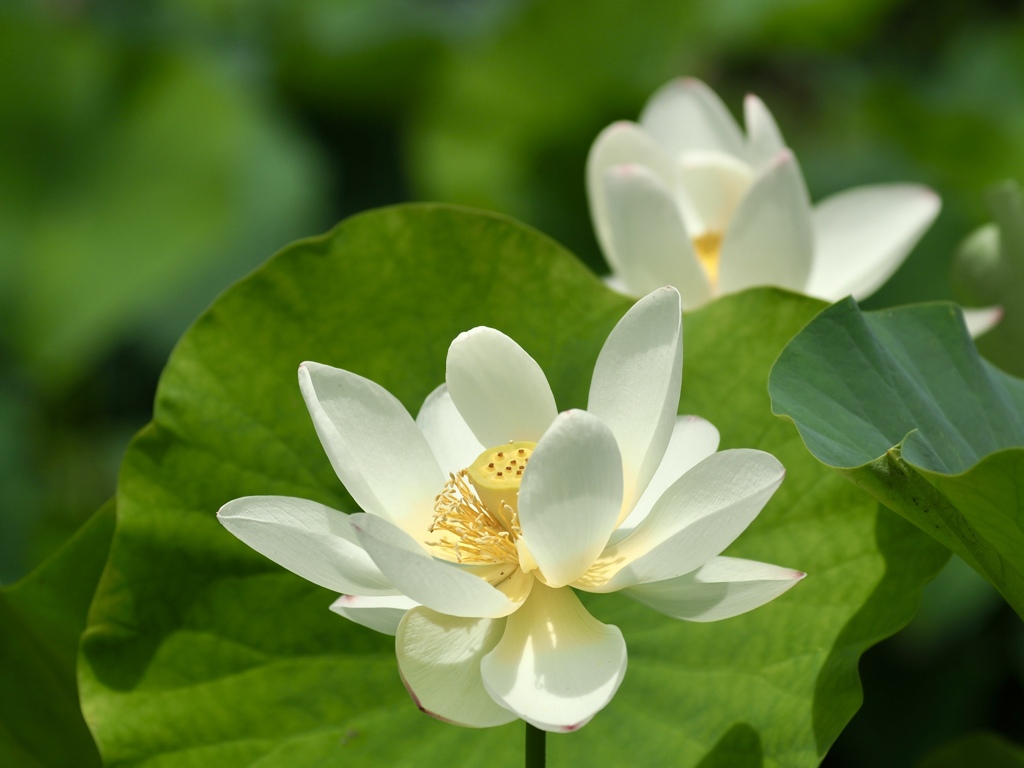 ハスの花　white