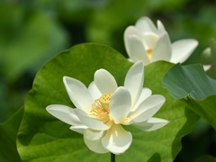 ハスの花　white