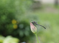 ハスとオニヤンマ君