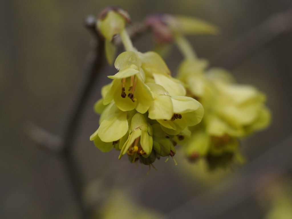 ヒュウガミズキ