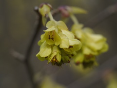 ヒュウガミズキ