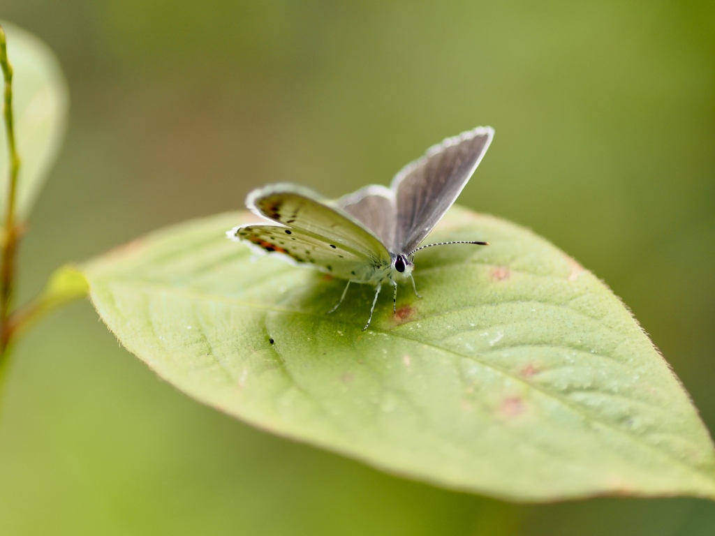 つぶらな瞳のツバメシジミ