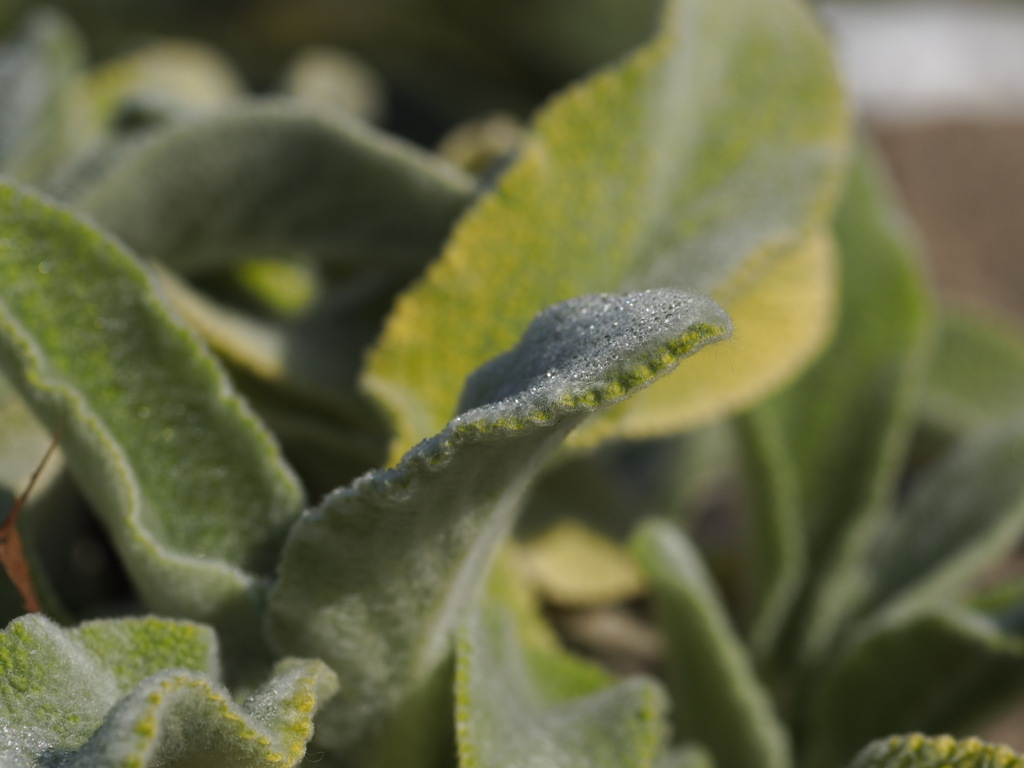 まるでフェルトのような