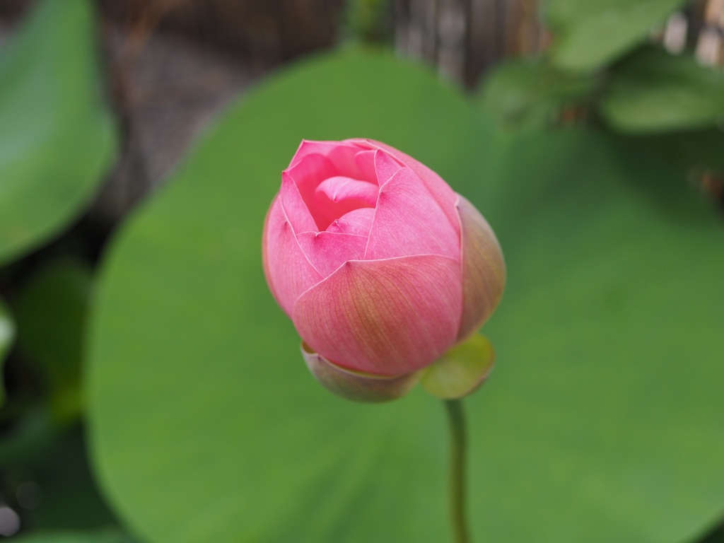 職場の屋上に咲くハス2