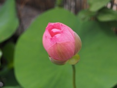 職場の屋上に咲くハス2