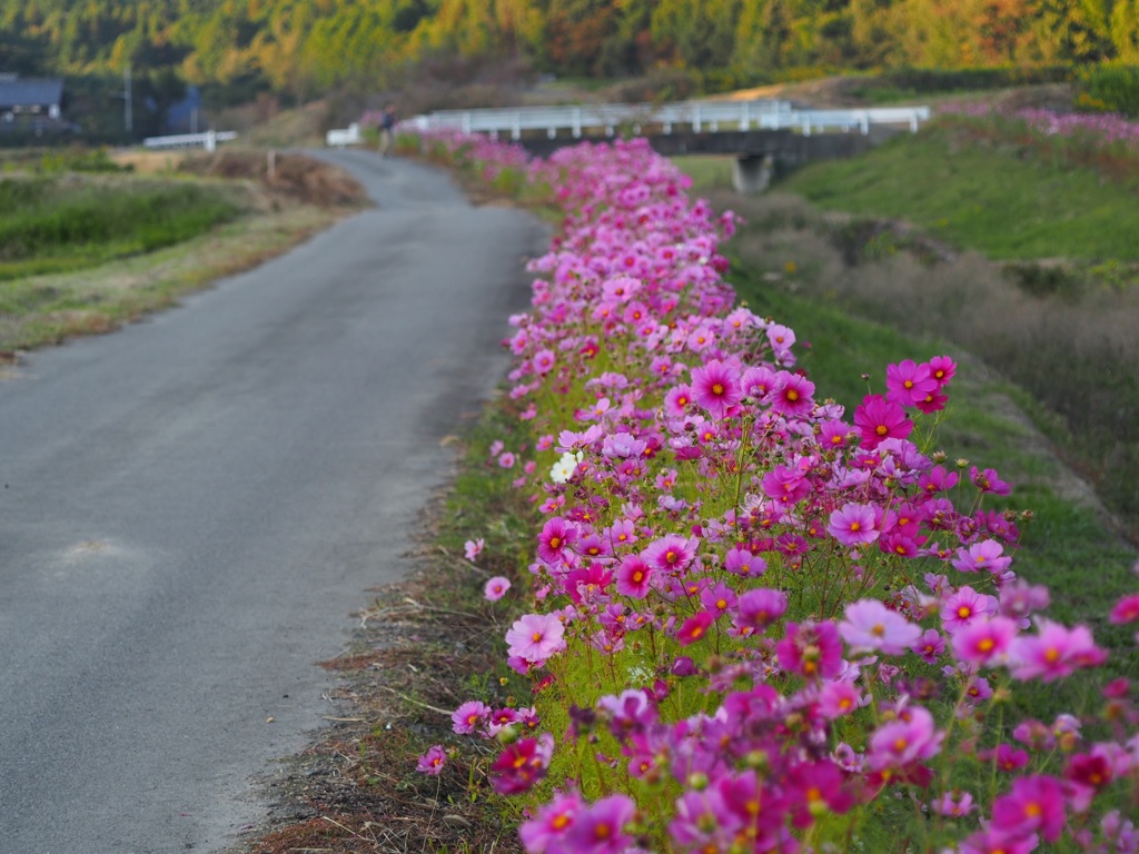 土手沿いに咲くコスモス2