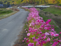 土手沿いに咲くコスモス2
