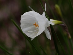 白いペチコート