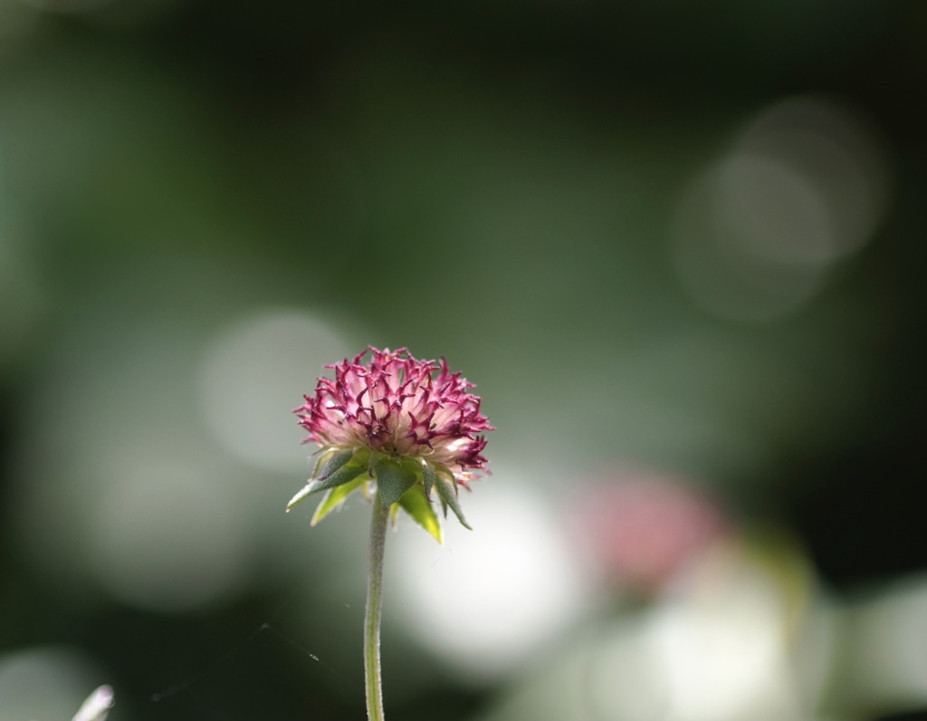 花びらの散った後　グレープセンセーション