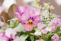 水彩画のように