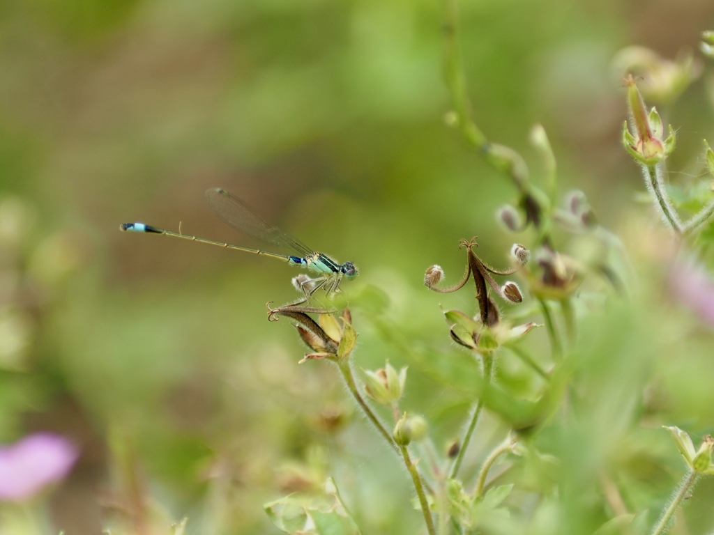 ゲンノショウコとイトトンボ