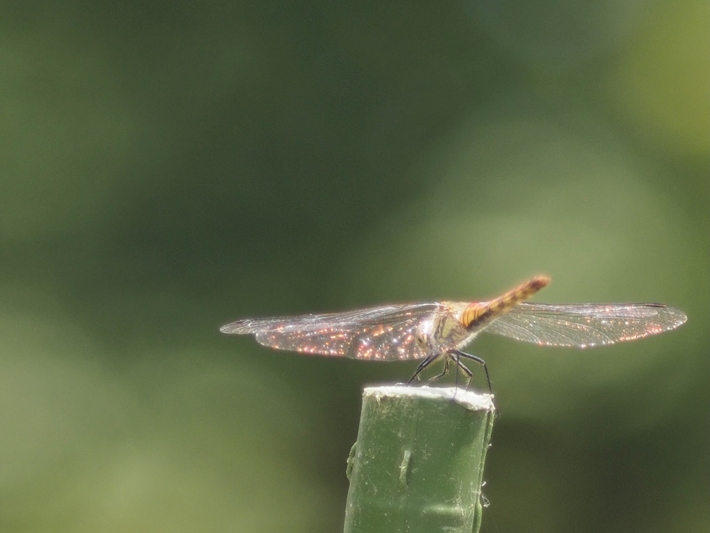 キラキラ　レインボー