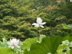 色白で背の高いべっぴんさん