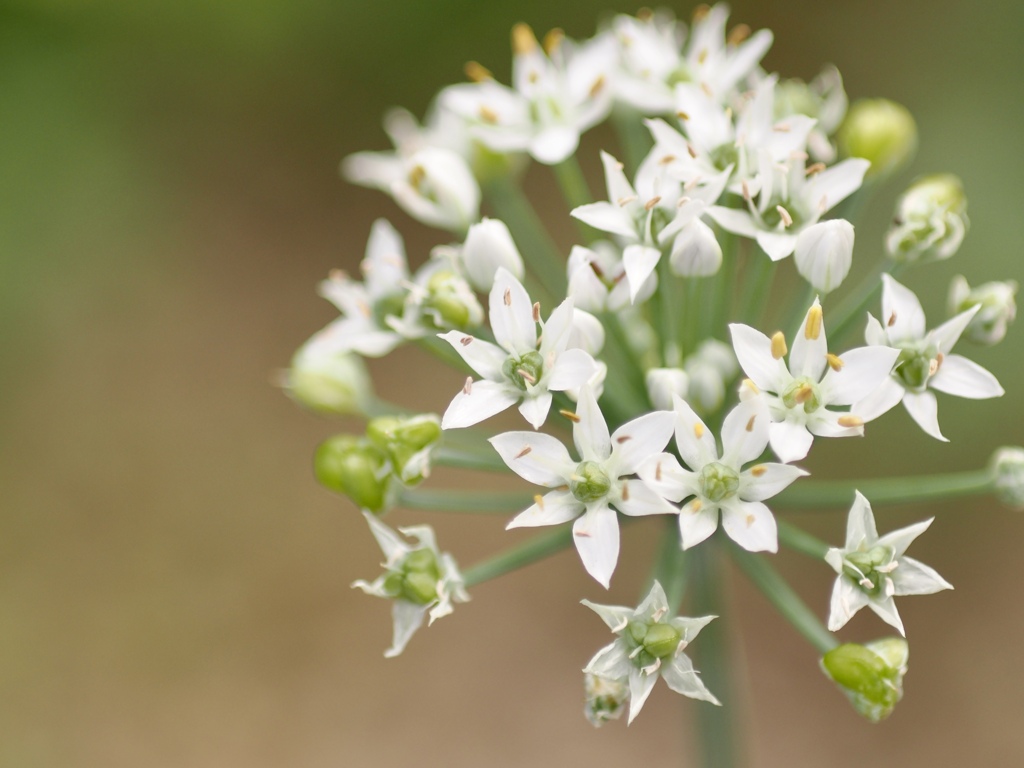 ニラの花