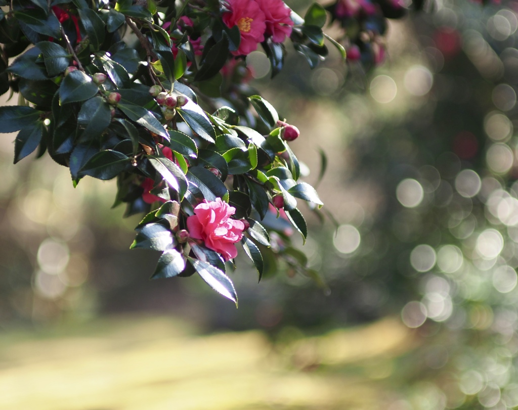 サザンカ咲いた道