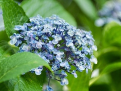 紫陽花　おかめ