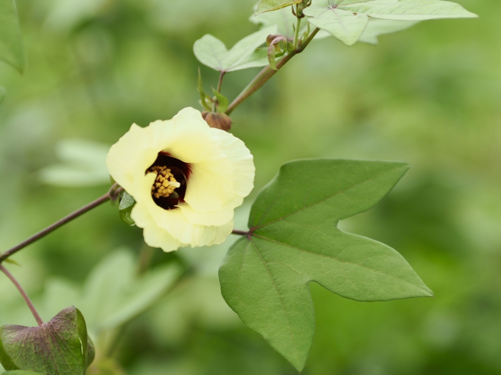 わたの花