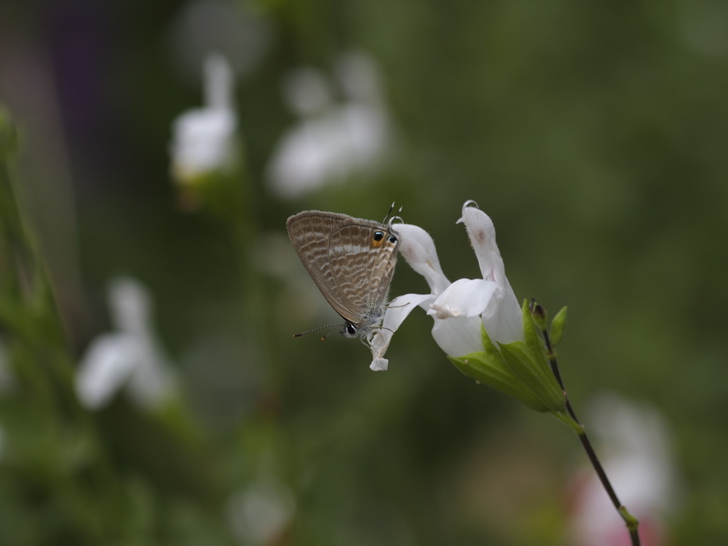 いえ、顔は下です。ウラナミシジミ