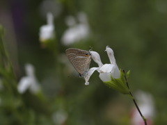 いえ、顔は下です。ウラナミシジミ