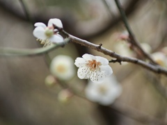 白梅
