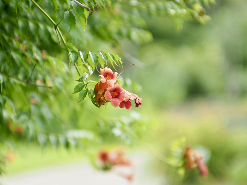 ノウゼンカズラの咲く道