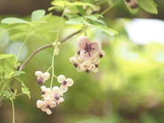 アケビの花