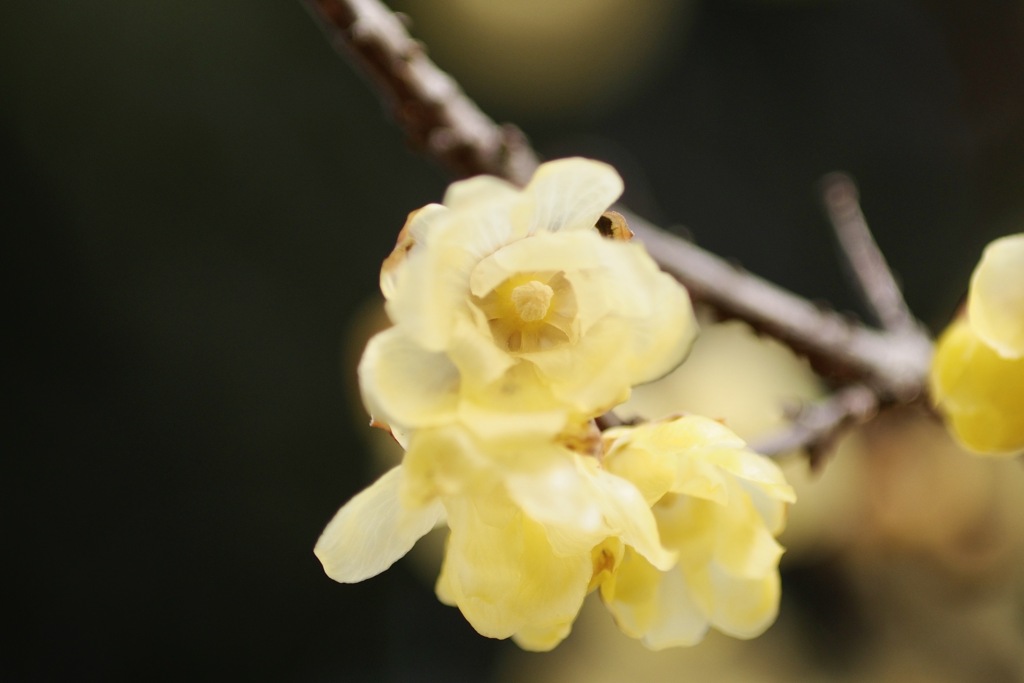 香り漂う　ソシンロウバイ