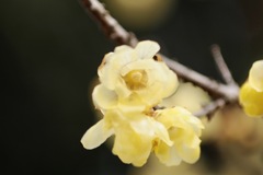 香り漂う　ソシンロウバイ