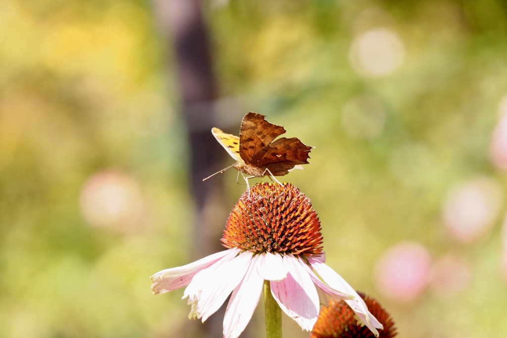 バレンギクとダンス