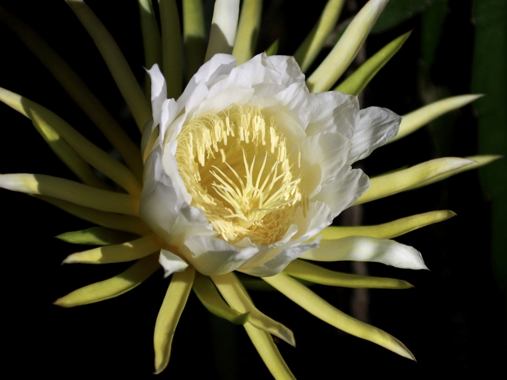 風格のあるドラゴンフルーツ