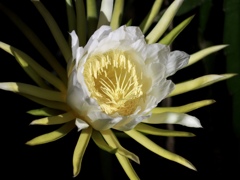 風格のあるドラゴンフルーツ